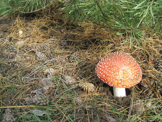 Amanita Muscaria mushroom in forest, photo