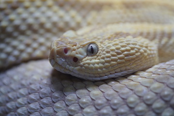 close up of a snake
