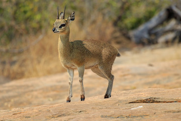 Sudafrica