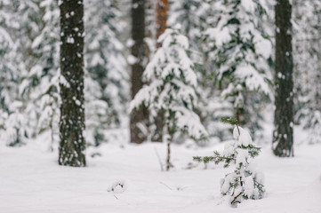 Fabulous magic fairy tale winter forest. Beautiful picturesque wintertime wild nature landscape. Trees covered with snow. Fantasy cold deserted frosty xmas wood.  Dramatic scenic snowfall. Environment