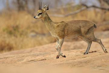 Sudafrica