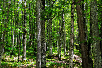 Fototapeta na wymiar The trunks of large beech trees in the forest, in the national landscape natural park in the mountains of Montenegro