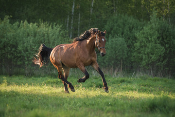 Bay horse galloping on the field at sunset