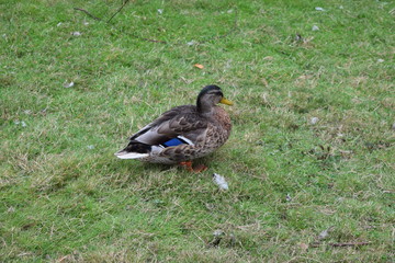 Mallard duck