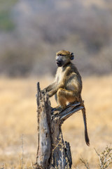 Sudafrica