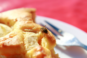 Eine Biene oder Wespe sitzt auf einem Stück Kuchen und genießt die Süße der Äpfel