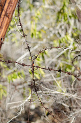 Barbed Wire