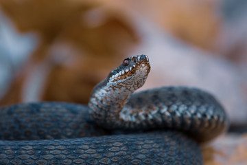 grass snake Natrix natrix close-up