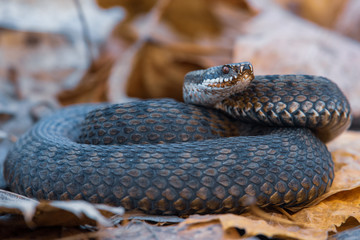 grass snake Natrix natrix close-up