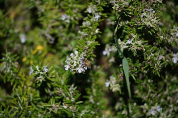Bee on the flower