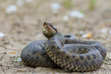 grass snake Natrix natrix close-up