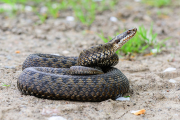 grass snake Natrix natrix close-up