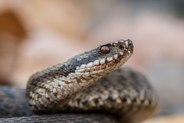 grass snake Natrix natrix close-up
