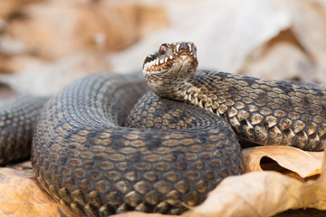 grass snake Natrix natrix close-up