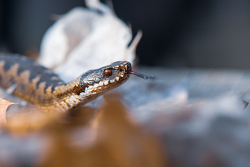 grass snake Natrix natrix close-up