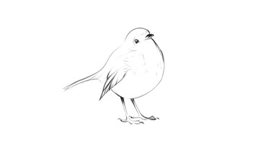 beautiful bird illustration