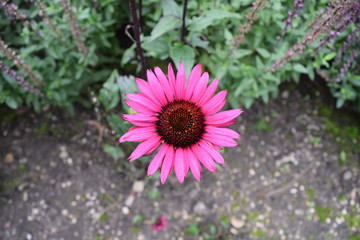 Fototapeta premium Pink flower