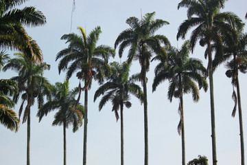 Obraz premium palm