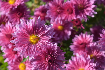 Bright colored chrysanthemum flowers as a background