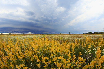 field of oilseed rape