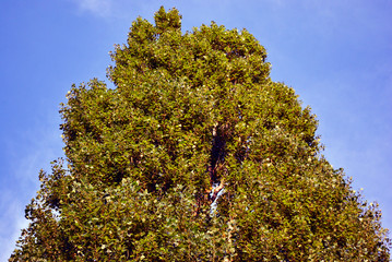 Poplar tree, green leaves on blue cloudy spring sky background