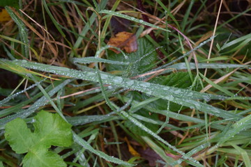 Raindrops settling upon grass