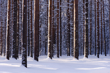 Fototapeta premium Winter forest with snowy Scots pine (Pinus sylvestris) trees. Focus on foreground tree trunks.