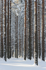 Winter forest with snowy Scots pine (Pinus sylvestris) trees. Focus on foreground tree trunks.