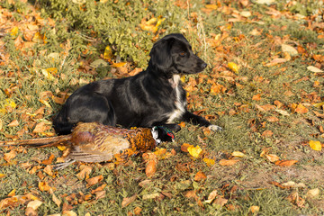 A hunting dog is lying on the grass. Spaniel guards pheasant prey