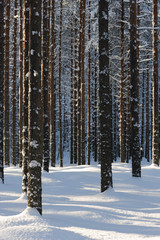 Fototapeta premium Winter forest with snowy Scots pine (Pinus sylvestris) trees. Focus on foreground tree trunks.