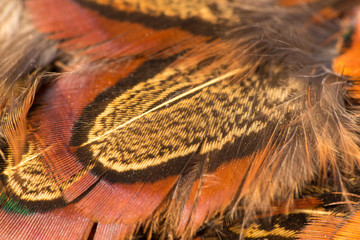 Pheasant feathers close up