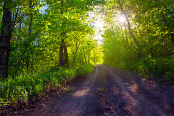 Fototapeta na wymiar country road in green forest and sunlight 