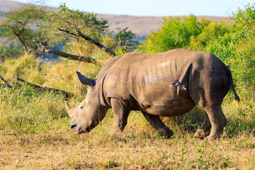 Obraz premium Sudafrica