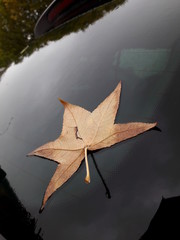 Foglia di un albero su un'auto in autunno 