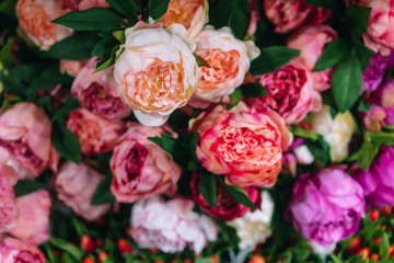 Lot of peonies, close up.