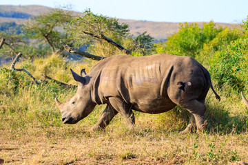Fototapeta premium Sudafrica