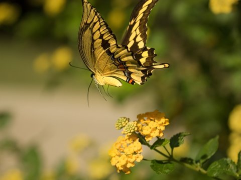 Swallow Tail butterfly in flight