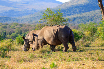 Fototapeta premium Sudafrica