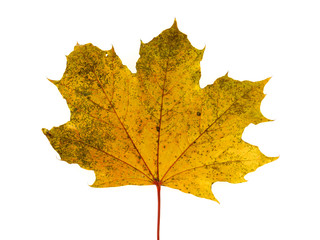 Naklejka na ściany i meble close up on autumn leaf texture isolated on white background