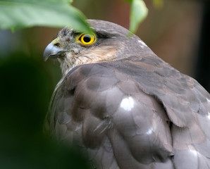 Female Sparrow Hawk in urban garden.