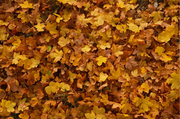 Alfombra de hojas secas 