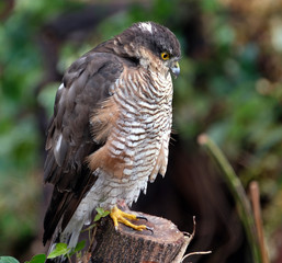 Female Sparrow Hawk in urban garden.