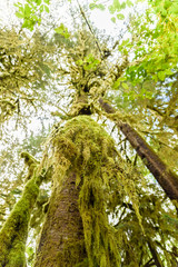 The Mossy Giants of the Pacific Northwest