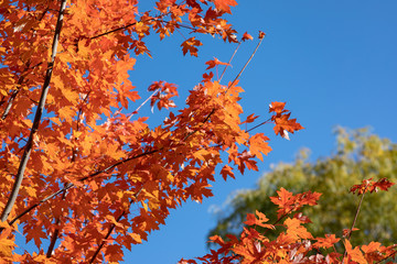 Contrasting colour