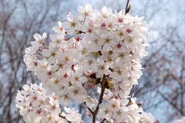 Fototapeta premium 桜