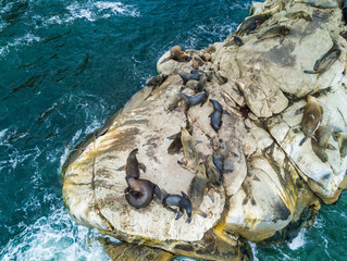An aerial view of the beauty of wild life at Atacama Dessert, an Island populated by sea lions and an amazing sea bird life close to Chañaral in North Chile at the Pacific Ocean coastline

