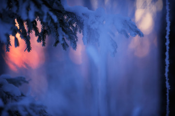 Winter forest at dusk. Last glimpse of setting sun behind snow covered spruce (Picea abies) branches. Selective focus and shallow depth of field.