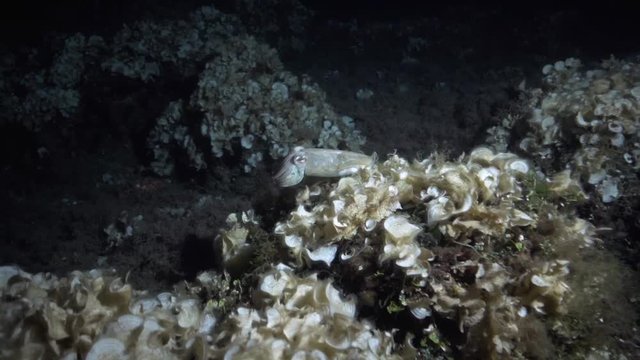 Sepia 25