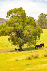 Fototapeta premium Cows in the Shade vert