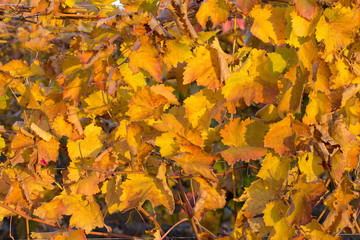 Autumn grapes with red leaves, the vine at sunset is reddish yellow